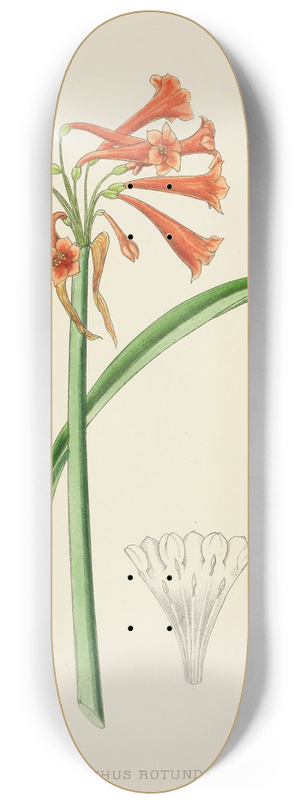 Illtyd Buller Pole-Evans - Cyrtanthus Rotundilobus 8.25 inch art skate deck