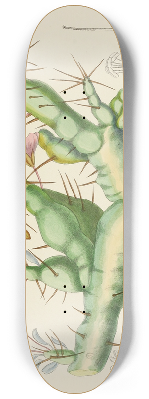 Illtyd Buller Pole-Evans - Sarcocaulon Rigidum 8.25 inch art skate deck