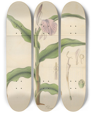 Triptych art skateboard deck of William Jackson Hooker Roscoea Purpurea by William Jackson Hooker (1785-1865)