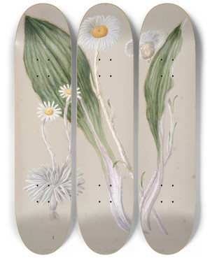 Triptych art skateboard deck of Sarah Featon Celmisia Mountain Daisy by Sarah Featon (1848-1927)
