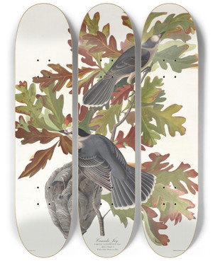 Triptych art skateboard deck of John James Audubon Canada Jay by John James Audubon (1785-1851)