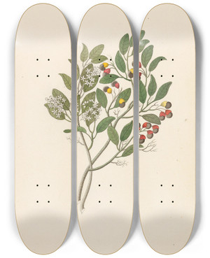 Triptych art skateboard deck of Clemenz Heinrich Wehdemann Celastrus Apodytes Dimidiata by Clemenz Heinrich Wehdemann (1762-1835)
