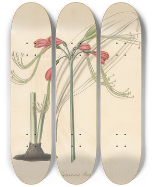 Triptych art skateboard deck of William Jackson Hooker Eucrosia Bicolor by William Jackson Hooker (1785-1865)