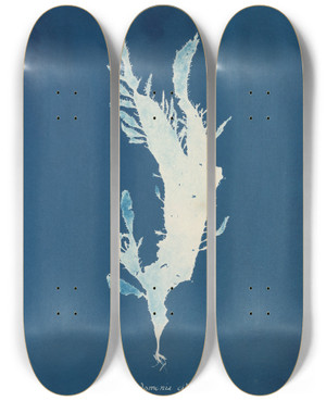 Triptych art skateboard deck of Anna Atkins Rhodomenia Ciliata by Anna Atkins (1799-1871)