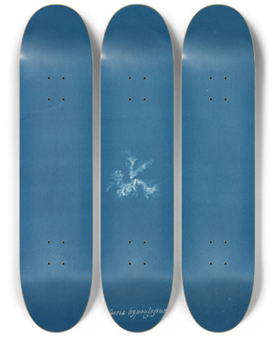 Triptych art skateboard deck of Anna Atkins Delesseria Hypoglossum_2 by Anna Atkins (1799-1871)