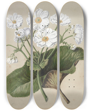 Triptych art skateboard deck of Sarah Featon The Mountain Lily by Sarah Featon (1848-1927)