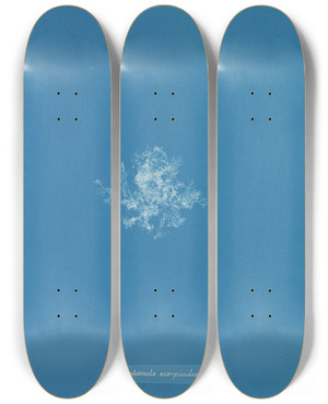 Triptych art skateboard deck of Anna Atkins Rhodomela Scorpioides by Anna Atkins (1799-1871)