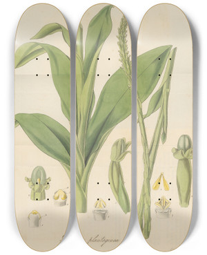 Triptych art skateboard deck of William Jackson Hooker Prescotia Plantaginea by William Jackson Hooker (1785-1865)