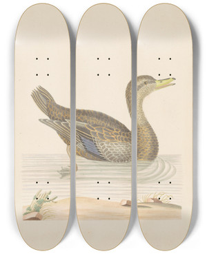 Triptych art skateboard deck of John Abbot Roan Duck_2 by John Abbot (1751-1840)
