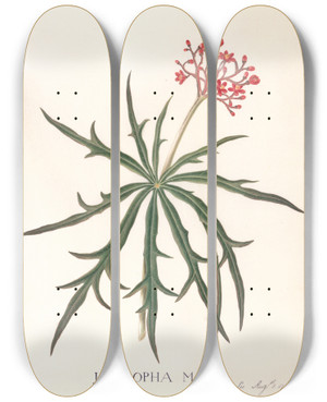 Triptych art skateboard deck of Ann Lee Jatropha Multifidis by Ann Lee