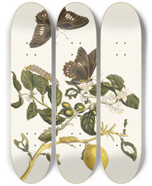 Triptych art skateboard deck of Maria Sibylla Merian Limonier by Maria Sibylla Merian (1647-1717)