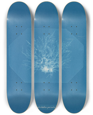 Triptych art skateboard deck of Anna Atkins Chylocladia Parvula by Anna Atkins (1799-1871)