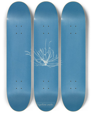 Triptych art skateboard deck of Anna Atkins Gigartina Erecta by Anna Atkins (1799-1871)