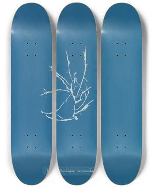 Triptych art skateboard deck of Anna Atkins Helminthocladia Vermicularis by Anna Atkins (1799-1871)