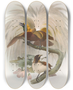 Triptych art skateboard deck of Daniel Giraud Elliot Paradisea Minor by Daniel Giraud Elliot (1835-1915)