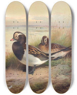 Triptych art skateboard deck of Archibald Thorburn Longtailed Duck Summer by Archibald Thorburn (1860-1935)