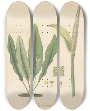 Triptych art skateboard deck of William Jackson Hooker Pothos Coriacea by William Jackson Hooker (1785-1865)