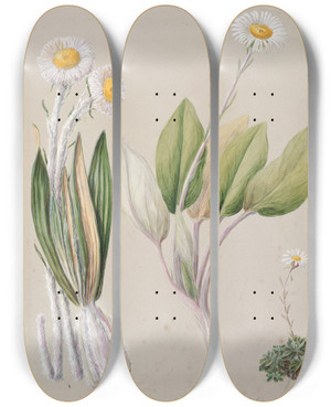 Triptych art skateboard deck of Sarah Featon Celmisia by Sarah Featon (1848-1927)