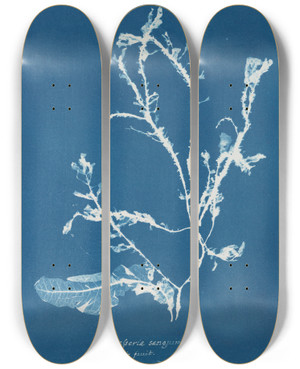 Triptych art skateboard deck of Anna Atkins Delesseria Sanguinea In Fruit by Anna Atkins (1799-1871)