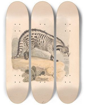 Triptych art skateboard deck of Samuel Howitt African Civet by Samuel Howitt (1756-1822)