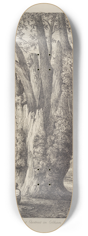 Jacob George Strutt - The Chesnut Tree Called The Four Sisters 8.25 inch art skate deck