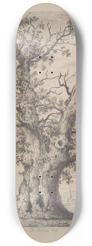 Jacob George Strutt - The Shelton Oak 8.25 inch art skate deck