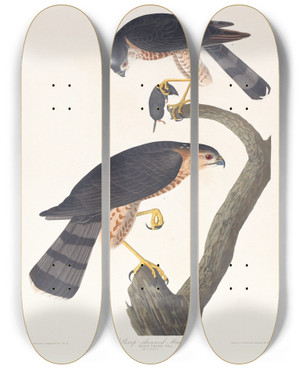Triptych art skateboard deck of John James Audubon Sharpskinned Hawk by John James Audubon (1785-1851)