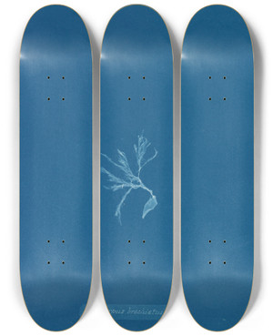 Triptych art skateboard deck of Anna Atkins Ectocarpus Brachiatus_1 by Anna Atkins (1799-1871)