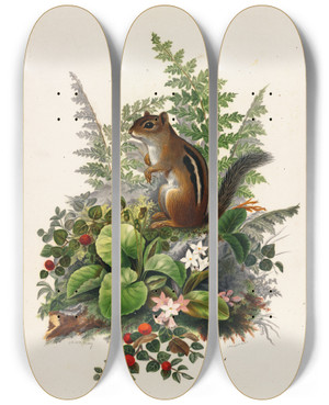 Triptych art skateboard deck of Olive E Whitney Chipmunk by Olive E Whitney (1861-1897)