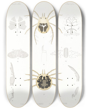 Triptych art skateboard deck of Frederick Ducane Godman Arachnida Acaridea Pl 11 by Frederick Ducane Godman (1834-1919)