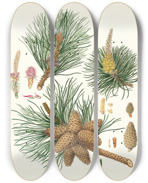 Triptych art skateboard deck of Aylmer Bourke Lambert Pinus Rigida Threeleaved Virginian Pine by Aylmer Bourke Lambert (1761-1842)