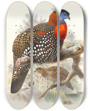 Triptych art skateboard deck of Joseph Smit Ceriornis Melanocephala by Joseph Smit (1836-1929)