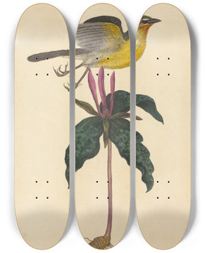 Triptych art skateboard deck of Mark Catesby The Yellowbreasted Chat by Mark Catesby (1683-1749)
