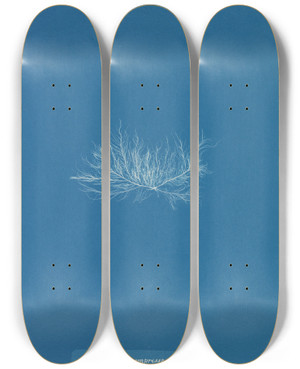 Triptych art skateboard deck of Anna Atkins Enteromorpha Compressa Var by Anna Atkins (1799-1871)