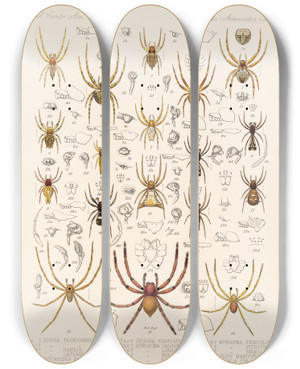Triptych art skateboard deck of Frederick Ducane Godman Arachnida Araneidea Pl 08 by Frederick Ducane Godman (1834-1919)