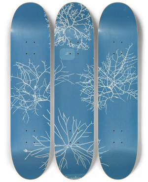 Triptych art skateboard deck of Anna Atkins Gigartina Acicularis A In Fine Fruit by Anna Atkins (1799-1871)