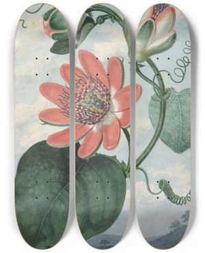 Triptych art skateboard deck of Sydenham Edwards Passion Flower by Sydenham Edwards (1768-1819)