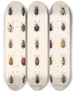 Triptych art skateboard deck of Frederick Ducane Godman Insecta Coleoptera Pl 276 by Frederick Ducane Godman (1834-1919)