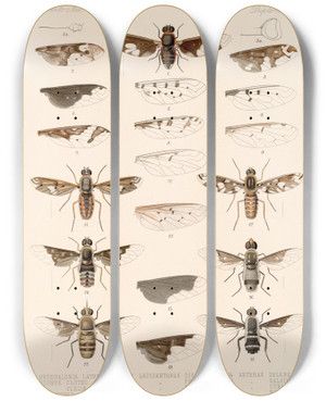 Triptych art skateboard deck of Frederick Ducane Godman Insecta Diptera Pl 04 by Frederick Ducane Godman (1834-1919)