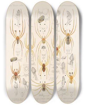 Triptych art skateboard deck of Frederick Ducane Godman Arachnida Araneidea Pl 29 by Frederick Ducane Godman (1834-1919)