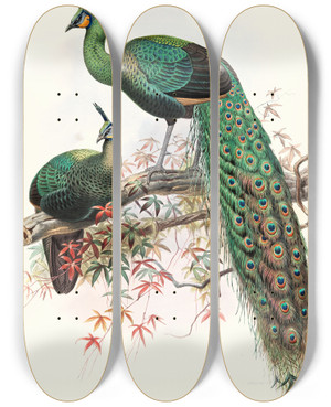 Triptych art skateboard deck of Joseph Smit Pavo Muticus by Joseph Smit (1836-1929)