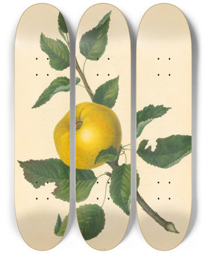Triptych art skateboard deck of Thomas Andrew Knight Steads Kernel Apple by Thomas Andrew Knight (1759-1838)
