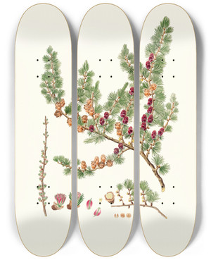 Triptych art skateboard deck of Aylmer Bourke Lambert Pinus Microcarpa Red Larch by Aylmer Bourke Lambert (1761-1842)