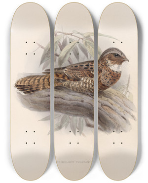 Triptych art skateboard deck of Frederick Ducane Godman Aves Pl 61 by Frederick Ducane Godman (1834-1919)