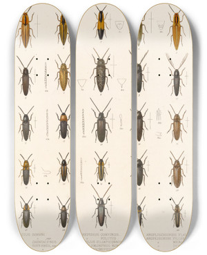 Triptych art skateboard deck of Frederick Ducane Godman Insecta Coleoptera Pl 068 by Frederick Ducane Godman (1834-1919)