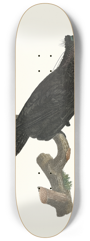 Jacques Barraband - Le Sifilet dans ltat de repos. 8.25 inch art skate deck