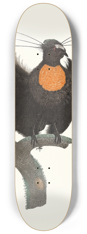 Jacques Barraband - Le Sifilet. 8.25 inch art skate deck