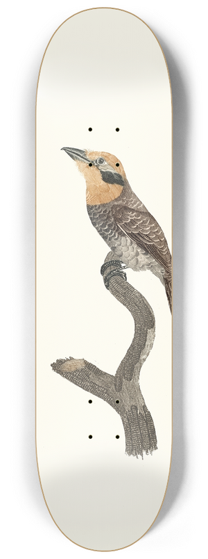 Jacques Barraband - Le Tamatia  gorge rousse. 8.25 inch art skate deck