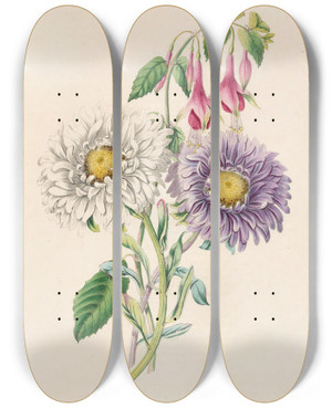 Triptych art skateboard deck of James Ackerman Chinaaster And Fuchsia by James Ackerman (1816-1864)
