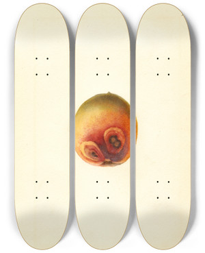 Triptych art skateboard deck of James Marion Shull Prunus Persica Elberta_2 by James Marion Shull (1872-1948)